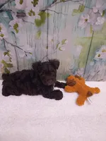 Oakley, a male Bichon Frise and Miniature Schnauzer for sale in Mobile, AL – Photo 2 of 4