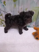 Oakley, a male Bichon Frise and Miniature Schnauzer for sale in Mobile, AL – Photo 4 of 4