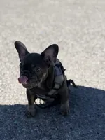 Baby girl (AKC), a female French Bulldog for sale in Beverly Hills, CA – Photo 7 of 10