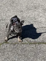 Baby girl (AKC), a female French Bulldog for sale in Beverly Hills, CA – Photo 10 of 10