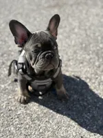 Baby girl (AKC), a female French Bulldog for sale in Beverly Hills, CA – Photo 2 of 10