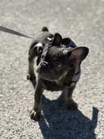Baby girl (AKC), a female French Bulldog for sale in Beverly Hills, CA – Photo 6 of 10