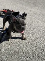 Baby girl (AKC), a female French Bulldog for sale in Beverly Hills, CA – Photo 8 of 10