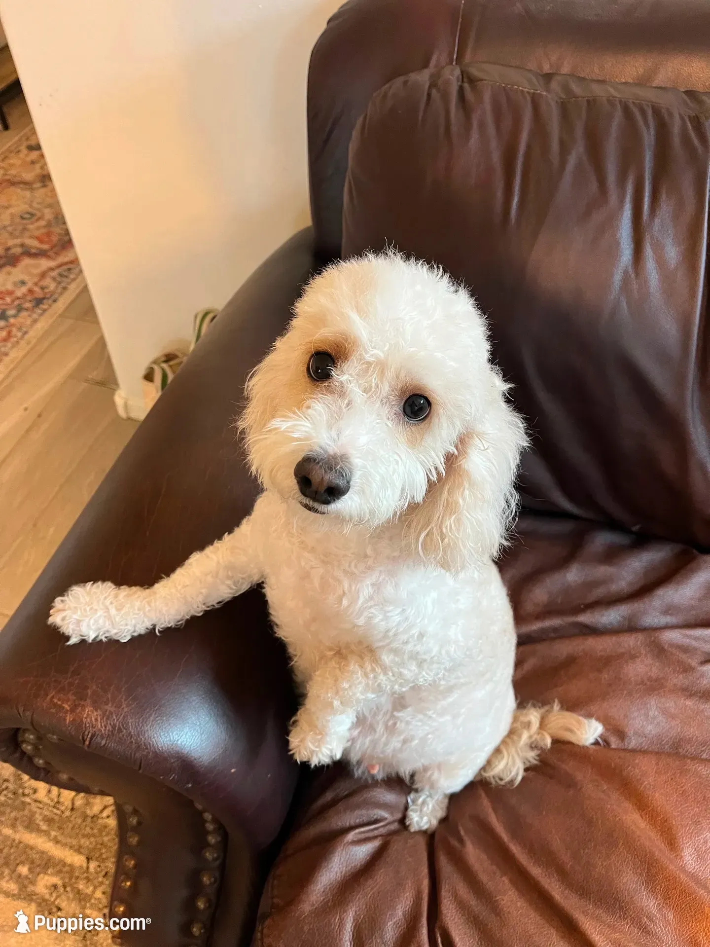 Black & White, a male Bordoodle for sale in Avondale, AZ – 3 of 6