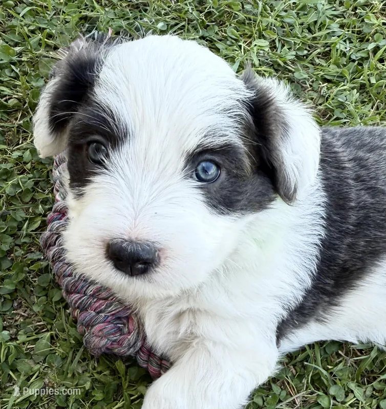 Arrow – Bordoodle puppy for sale in Surprise, AZ