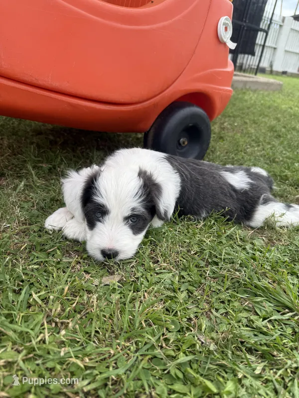 Arrow – Bordoodle puppy for sale in Surprise, AZ