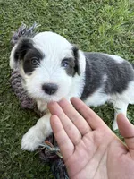 Arrow, a male Bordoodle for sale in Surprise, AZ – Photo 2 of 2