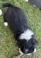 Star, a female Bordoodle for sale in Surprise, AZ – Photo 3 of 3