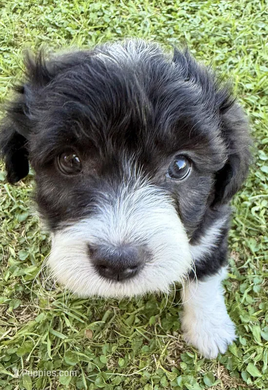 Star – Bordoodle puppy for sale in Surprise, AZ