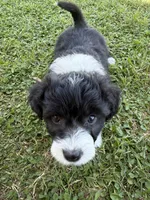 Star, a female Bordoodle for sale in Surprise, AZ – Photo 2 of 3