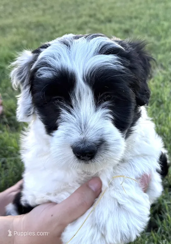 Black & White – Bordoodle puppy for sale in Avondale, AZ