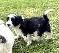 Black & White, a male Bordoodle for sale in Avondale, AZ – 6 of 6