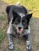Black & White, a male Bordoodle for sale in Avondale, AZ – 4 of 6