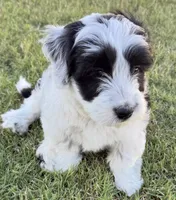 Black & White, a male Bordoodle for sale in Avondale, AZ – 5 of 6