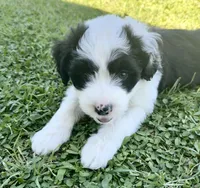 Finn, a male Bordoodle for sale in Surprise, AZ – Photo 2 of 2