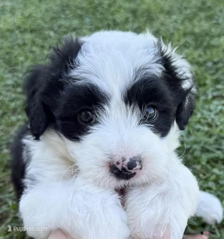 Finn – Bordoodle puppy for sale in Surprise, AZ