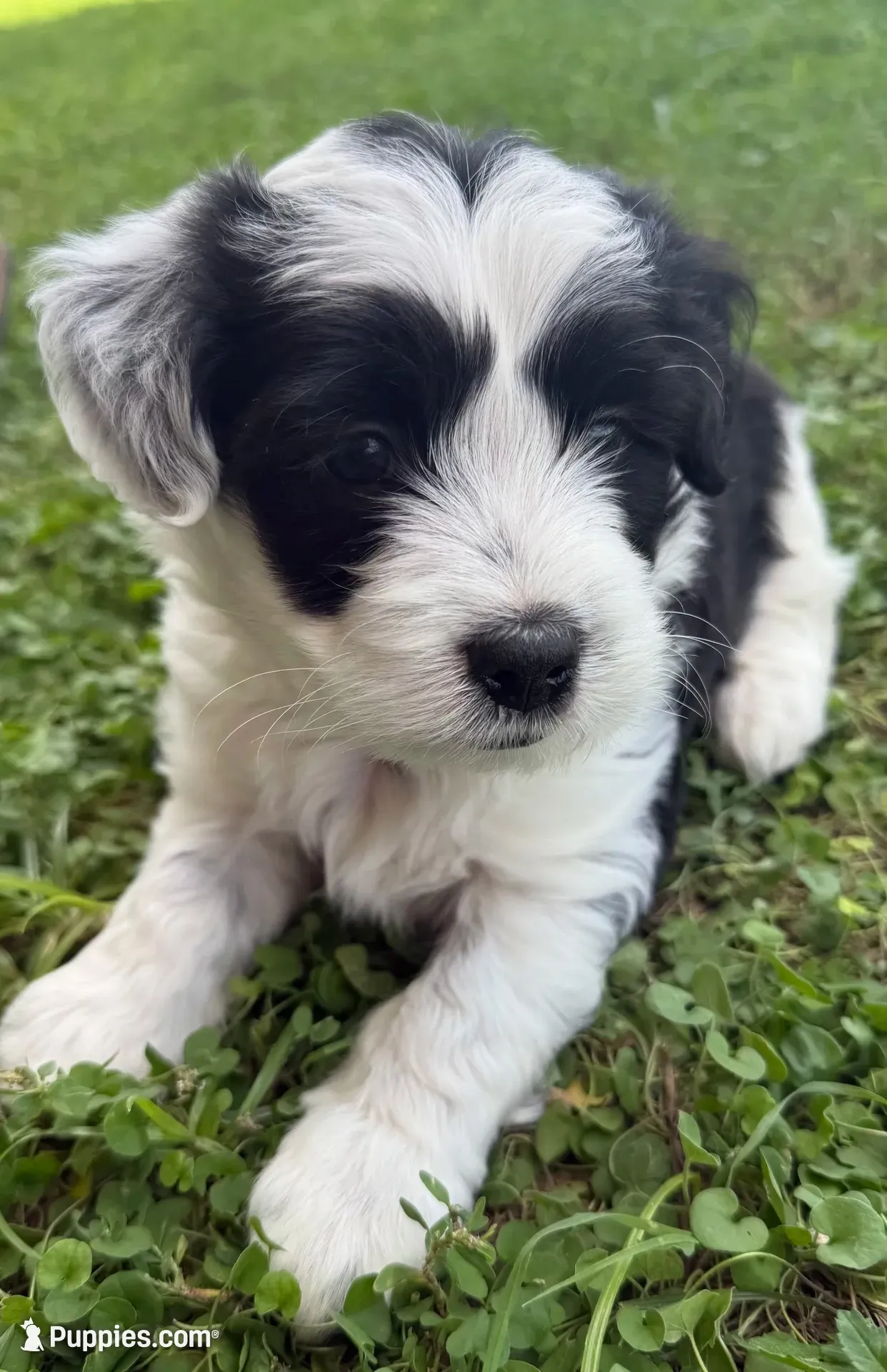 Black & White, a male Bordoodle for sale in Avondale, AZ – 2 of 6