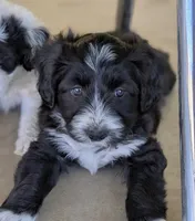 Bolt, a female Bordoodle for sale in Surprise, AZ – Photo 2 of 3