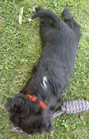 Bolt, a female Bordoodle for sale in Surprise, AZ – Photo 3 of 3