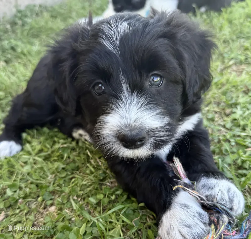 Bolt – Bordoodle puppy for sale in Surprise, AZ