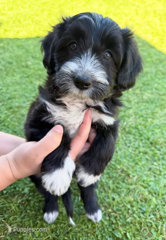 Bolt – Bordoodle puppy on hold in Surprise, AZ