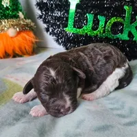 Rowan (moyen), a female Poodle - Miniature  for sale in Alamosa, CO – Photo 5 of 5