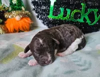 Rowan, a female Poodle - Miniature  for sale in Alamosa, CO – Photo 4 of 4