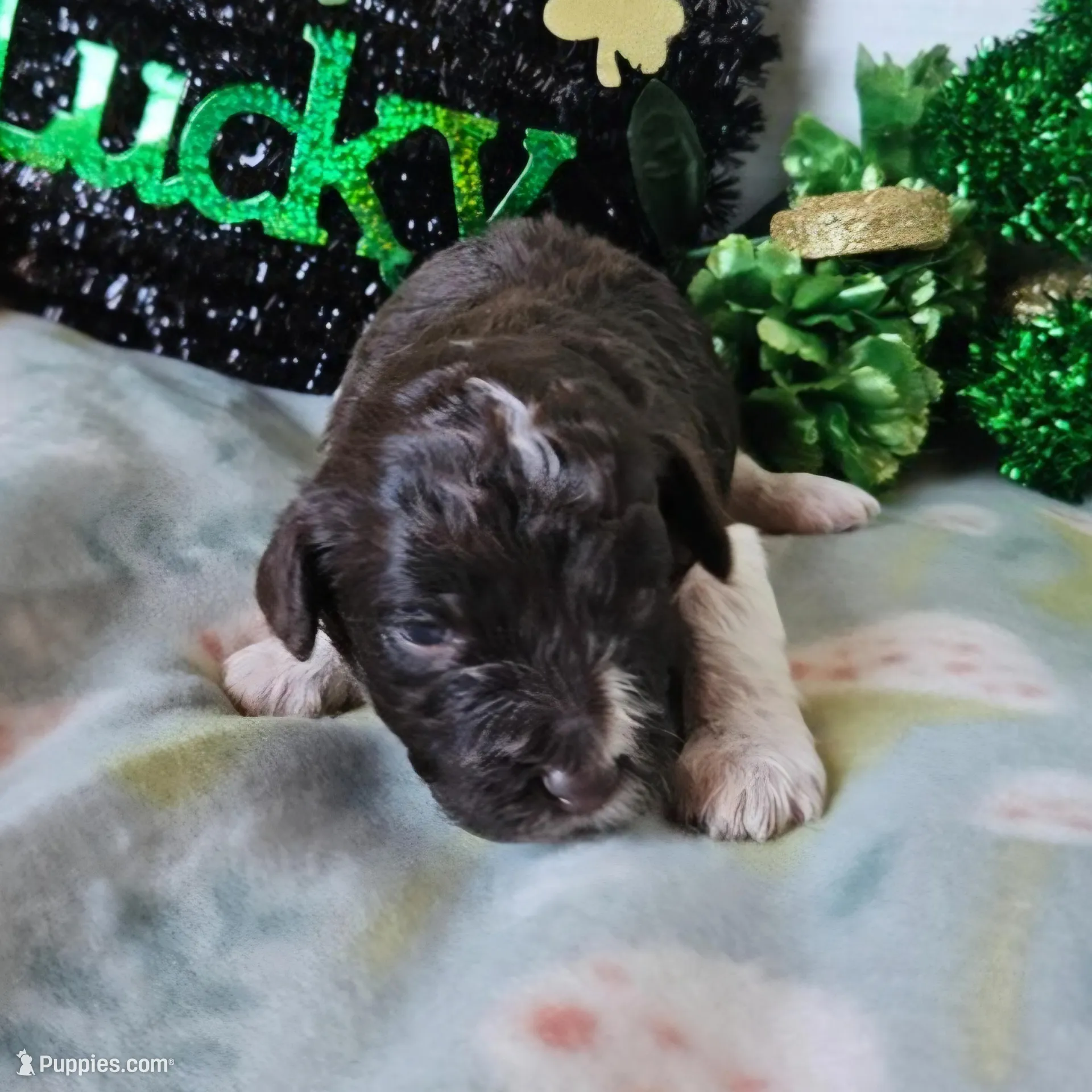 Rowan, a female Poodle - Miniature  for sale in Alamosa, CO – Photo 3 of 4