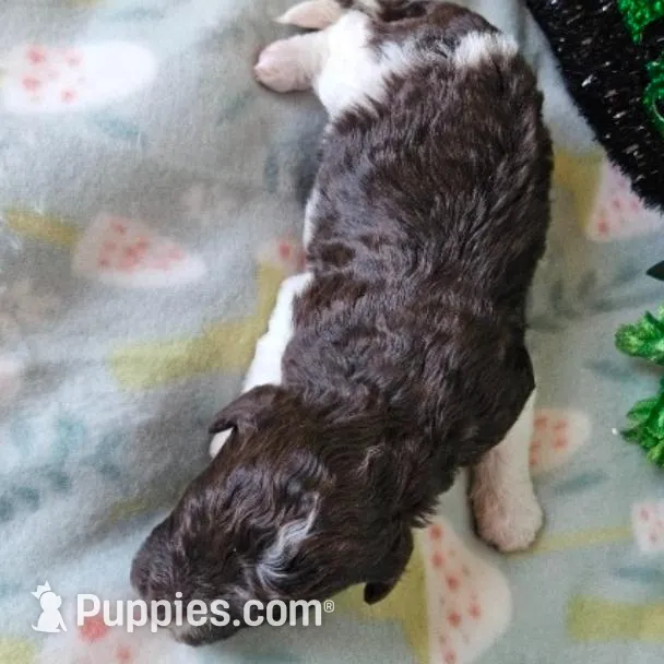 Rowan, a female Poodle - Miniature  for sale in Alamosa, CO – Photo 2 of 4