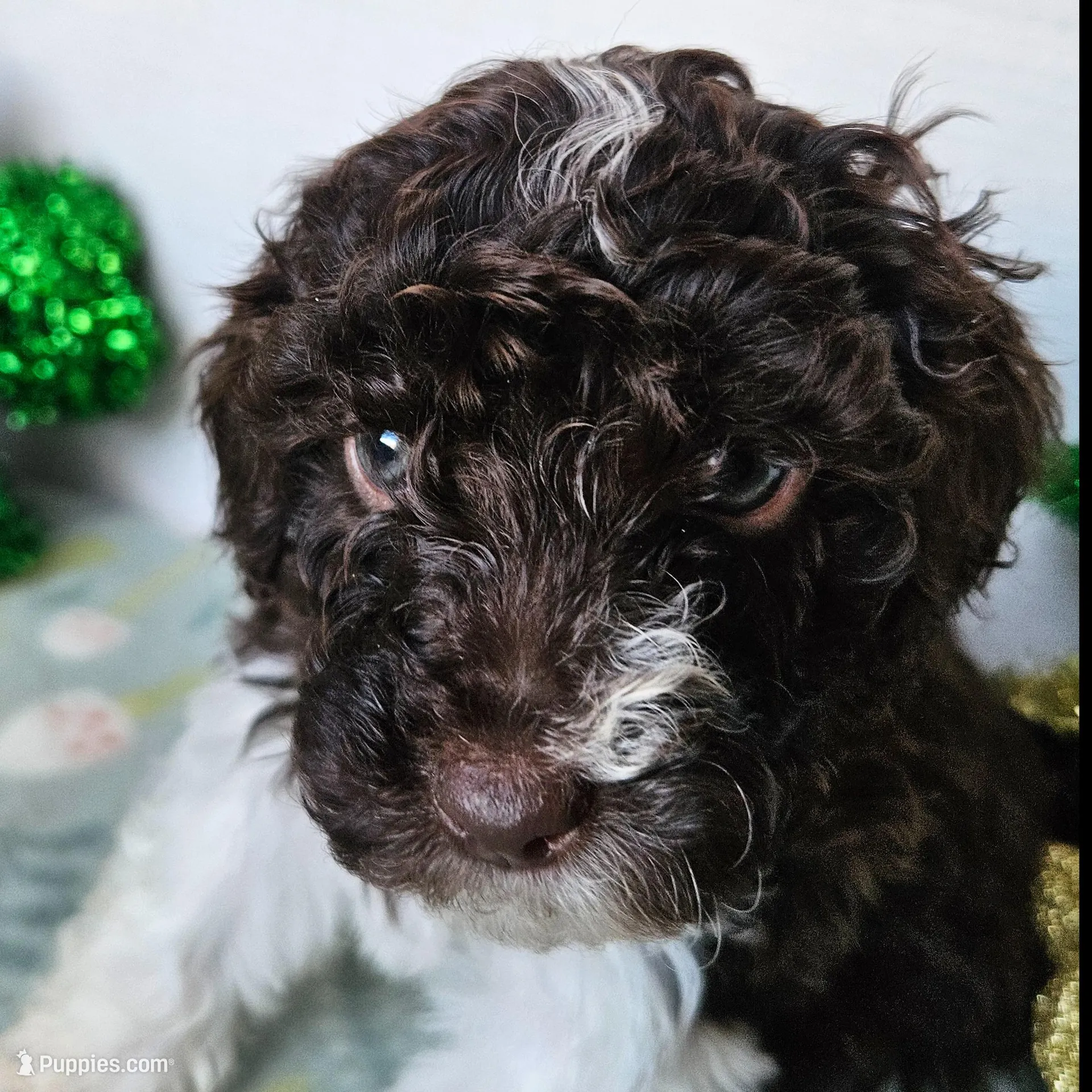 Rowan (moyen), a female Poodle - Miniature  for sale in Alamosa, CO – Photo 2 of 5