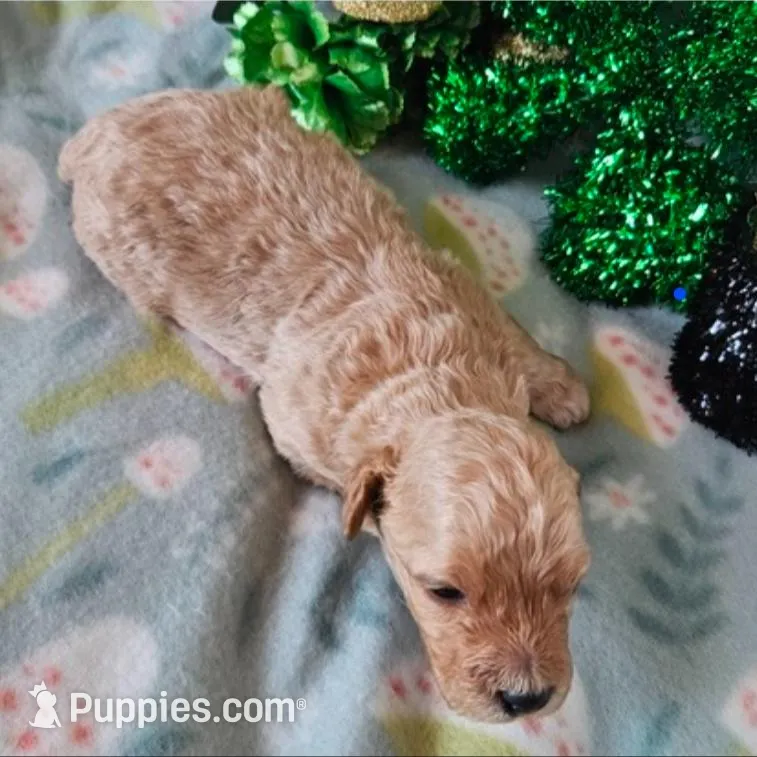 Finn, a male Poodle - Miniature  for sale in Alamosa, CO – Photo 2 of 3