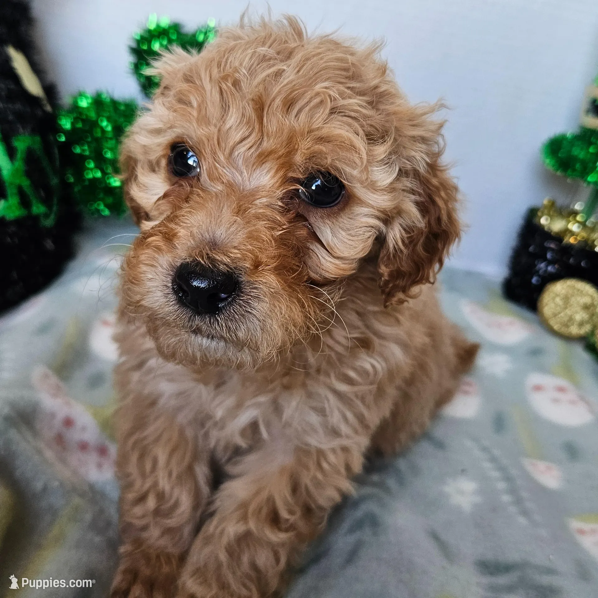 Finn (moyen), a male Poodle - Miniature  for sale in Alamosa, CO – Photo 2 of 5