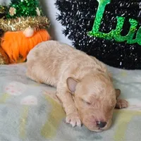 Finn (moyen), a male Poodle - Miniature  for sale in Alamosa, CO – Photo 5 of 5
