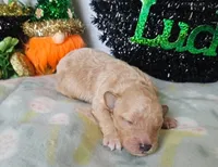 Finn, a male Poodle - Miniature  for sale in Alamosa, CO – Photo 3 of 3
