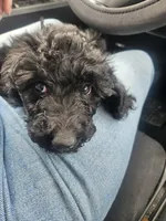 Thistle (moyen), a female Poodle - Miniature  for sale in Alamosa, CO – Photo 3 of 7