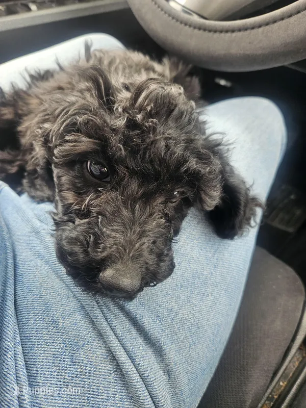Thistle (moyen) – Poodle - Miniature  puppy for sale in Alamosa, CO