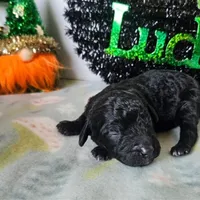 Thistle (moyen), a female Poodle - Miniature  for sale in Alamosa, CO – Photo 5 of 5
