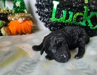 Thistle, a female Poodle - Miniature  for sale in Alamosa, CO – Photo 3 of 3