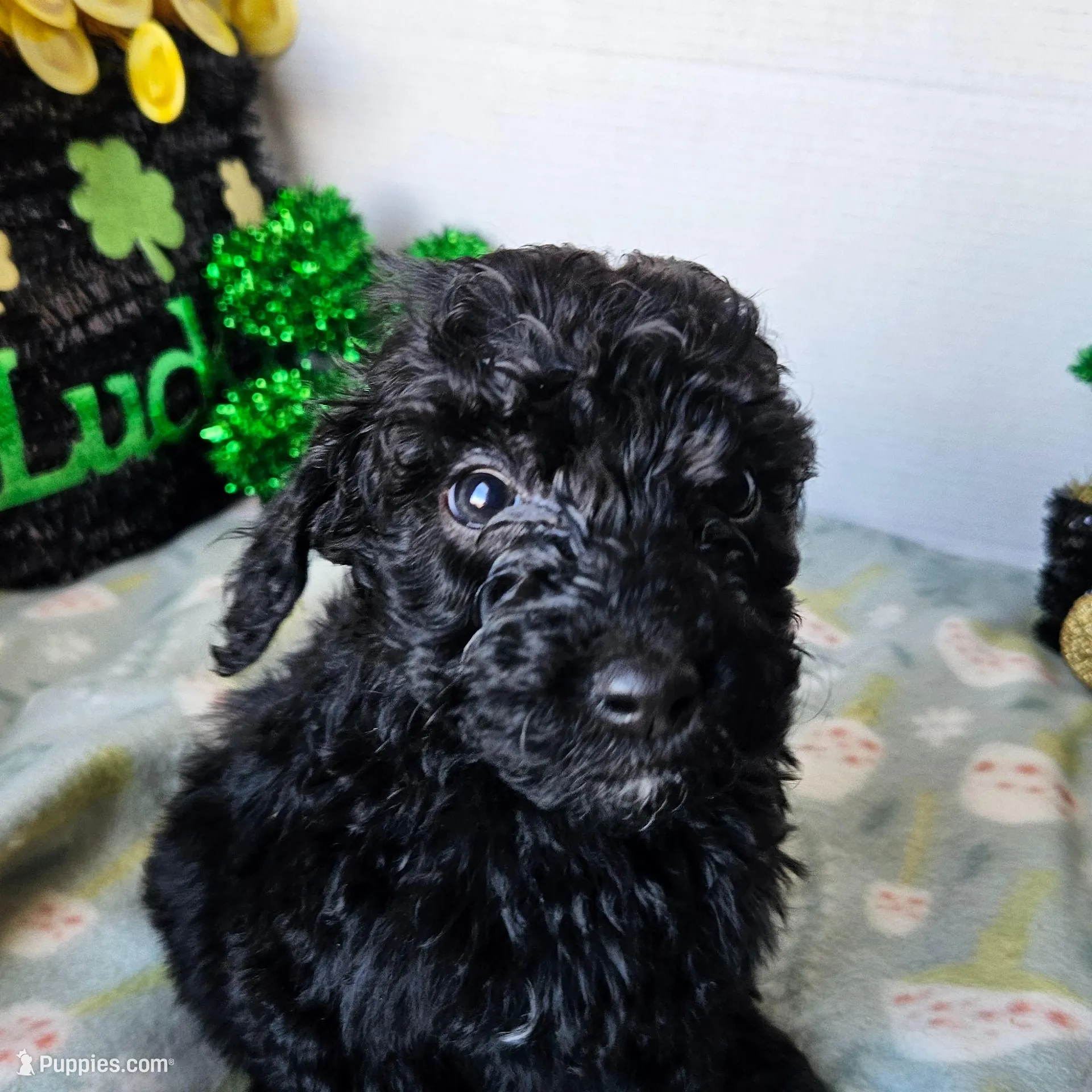 Thistle (moyen), a female Poodle - Miniature  for sale in Alamosa, CO – Photo 2 of 5