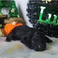 Wink (moyen), a female Poodle - Miniature  for sale in Alamosa, CO – Photo 3 of 4