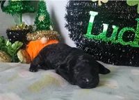 Wink, a female Poodle - Miniature  for sale in Alamosa, CO – Photo 2 of 2