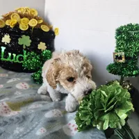 Clover (moyen), a female Poodle - Miniature  for sale in Alamosa, CO – Photo 2 of 5