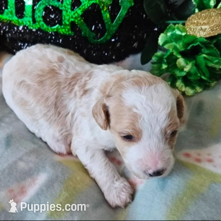Clover, a female Poodle - Miniature  for sale in Alamosa, CO – Photo 2 of 3
