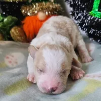 Clover (moyen), a female Poodle - Miniature  for sale in Alamosa, CO – Photo 5 of 5