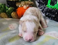 Clover, a female Poodle - Miniature  for sale in Alamosa, CO – Photo 3 of 3