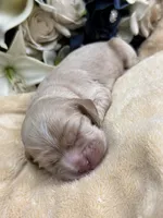 Female-Orange collar, a female Cocker Spaniel for sale in Zanesville, OH – Photo 2 of 6