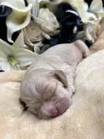 Female-Orange collar, a female Cocker Spaniel for sale in Zanesville, OH – Photo 3 of 6