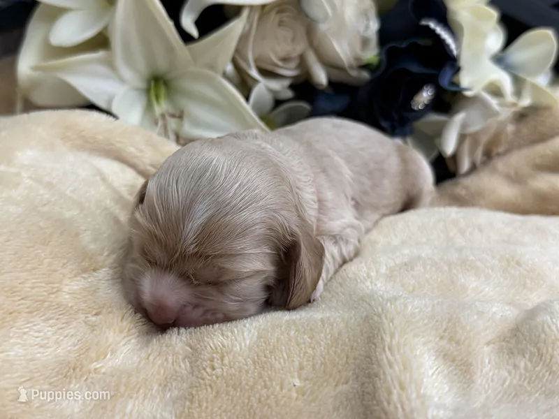 Female-Orange collar – Cocker Spaniel puppy for sale in Zanesville, OH