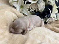 Female-Orange collar, a female Cocker Spaniel for sale in Zanesville, OH – Photo 6 of 6