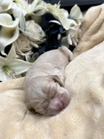 Female-Orange collar, a female Cocker Spaniel for sale in Zanesville, OH – Photo 5 of 6